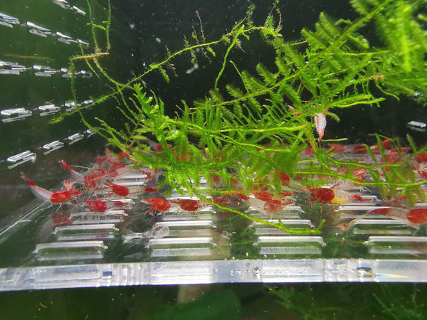 Red Rili Shrimp