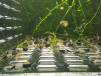 Black Rili Shrimp