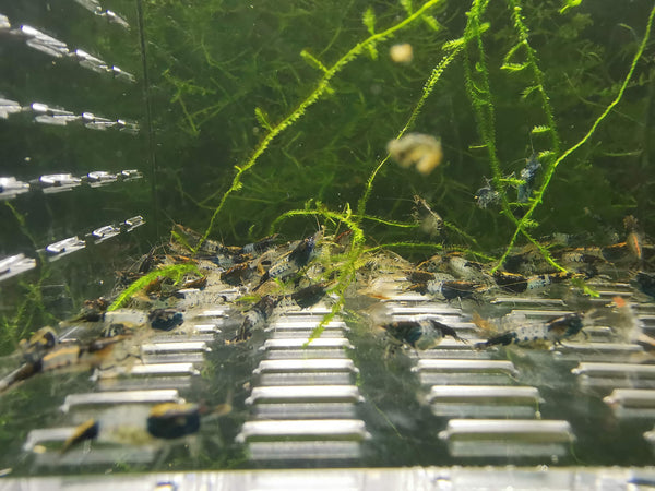 Black Rili Shrimp
