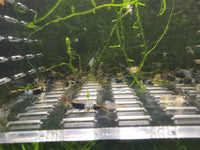 Black Rili Shrimp