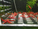 Fire Red Cherry Shrimp