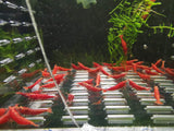 Fire Red Cherry Shrimp