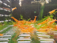Orange Sunkist Shrimp