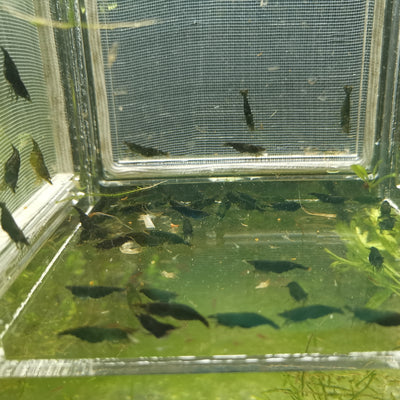 Green Jade Shrimp