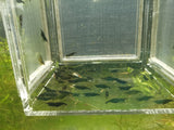 Green Jade Shrimp