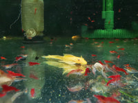 Longfin Blue Eye Lemon Bristlenose Pleco L144A