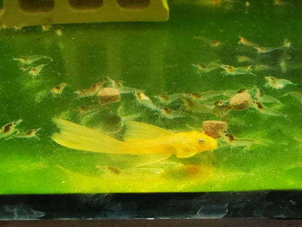 Longfin Blue Eye Lemon Bristlenose Pleco L144A