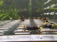 [Pre-Sale] Purple King Kong Caridina