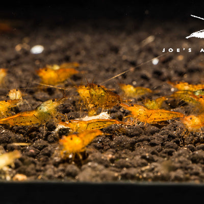 Tangerine Tiger Shrimp