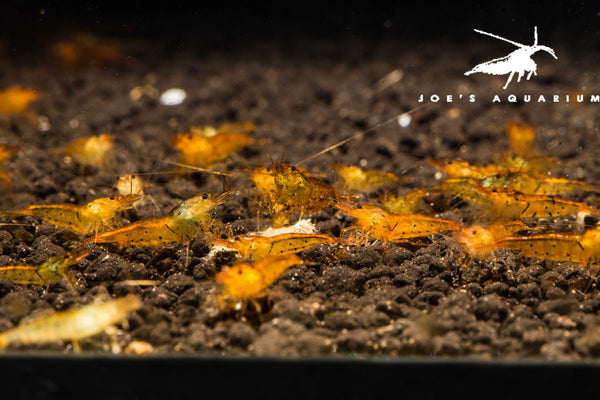 Tangerine Tiger Shrimp