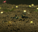 Dragon Blood (Blue Calceo) Shrimp
