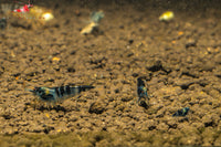 Dragon Blood (Blue Calceo) Shrimp
