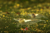 Snow Ball Shrimp