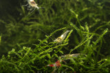 Snow Ball Shrimp