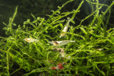 Snow Ball Shrimp