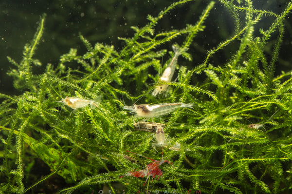 Snow Ball Shrimp
