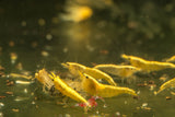Yellow Golden Backline Shrimp
