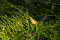 Orange Rili Shrimp