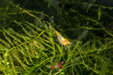 Orange Rili Shrimp