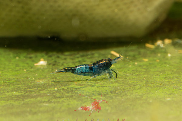 Blue Rili Shrimp