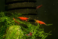 Bloody Mary Shrimp