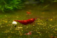 Bloody Mary Shrimp