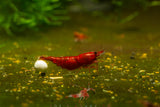 Bloody Mary Shrimp