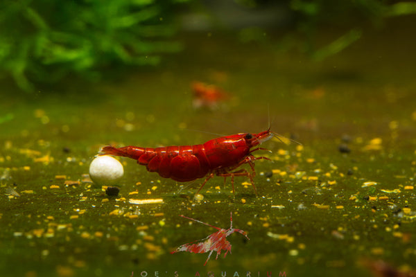 Bloody Mary Shrimp