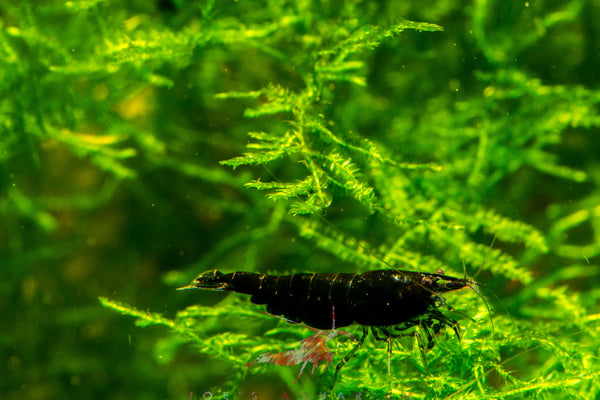 Black Rose Shrimp