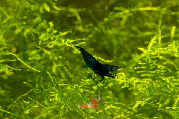Blue Dream Shrimp