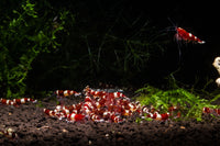 Red King Kong Shrimp
