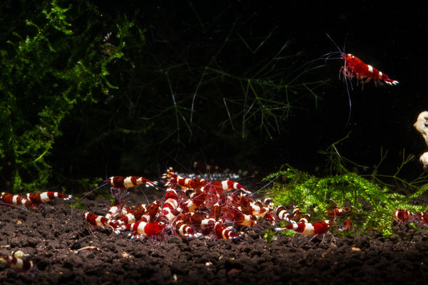 Red King Kong Shrimp