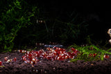 Red King Kong Shrimp