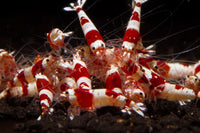 Crystal Red Shrimp (S-SS Grade)