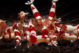 Crystal Red Shrimp (S-SS Grade)