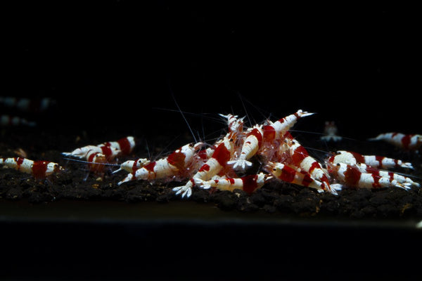 Crystal Red Shrimp (S-SS Grade)