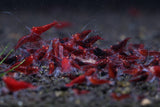 Orange Eye Red King Kong Extreme Shrimp