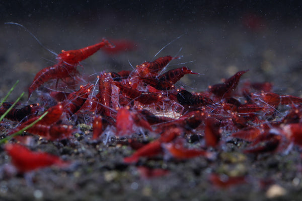 Orange Eye Red King Kong Extreme Shrimp