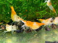 Orange Rili Shrimp