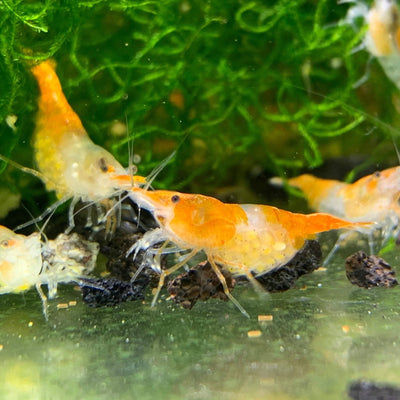 Orange Rili Shrimp