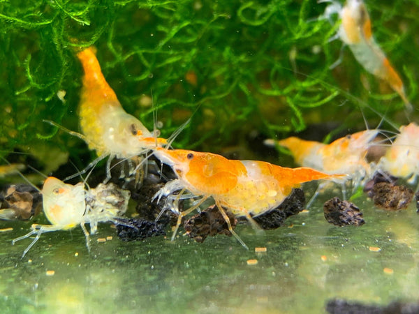 Orange Rili Shrimp