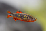 Galaxy Rasboras