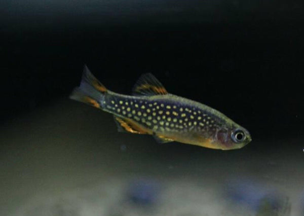 Galaxy Rasboras