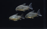 Sterbai Corydoras