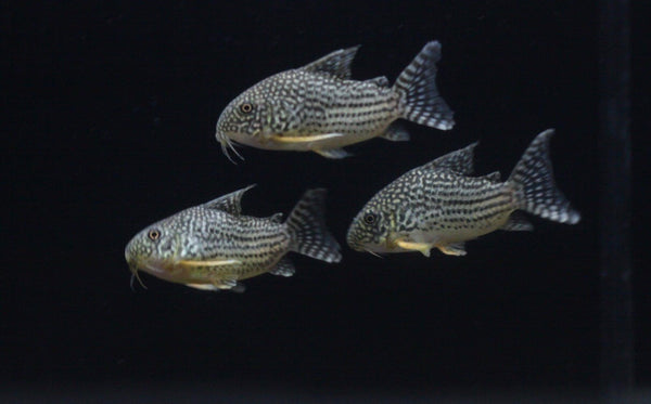 Sterbai Corydoras