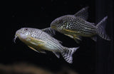 Sterbai Corydoras