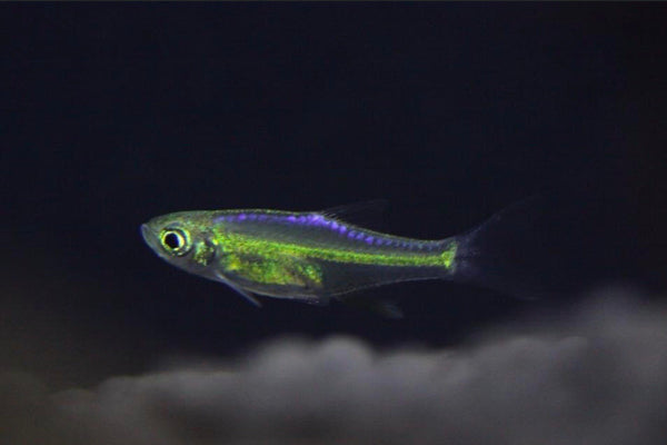 Kubotai Rasbora