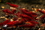 Bloody Mary Shrimp